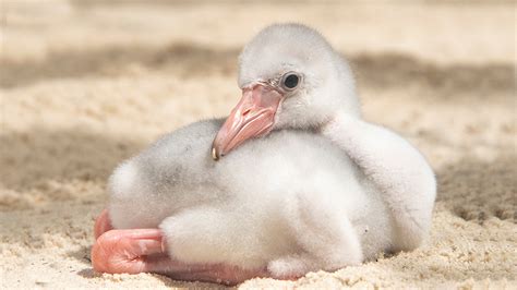 Meet “Solo,” Zoo Miami’s Baby Flamingo – NBC 6 South Florida