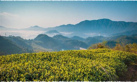 The Enjoyment of Yunnan Tea—The hometown of Chinese black tea and Pu-erh tea – teavivre