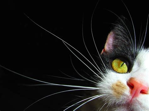 Kitten Whiskers On Black Photograph by Wee3beasties - Pixels