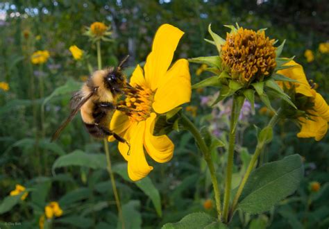 Rusty Patched Bumble Bee Habitat Slated for Destruction - The National ...