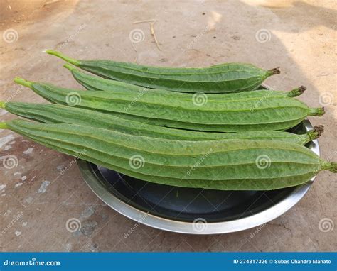 Luffa acutangula. stock photo. Image of chinese, cucurbitaceae - 274317326