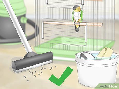 3 Ways to Set Up a Caique Parrot Habitat - wikiHow Pet