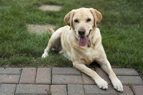 What Are the Most Obedient Dog Breeds? | Canna-Pet®