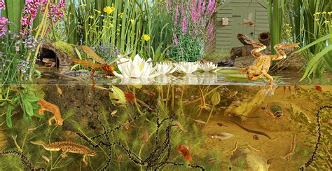 Pond life: facts about pond habitats, plants and animals | Natural History Museum