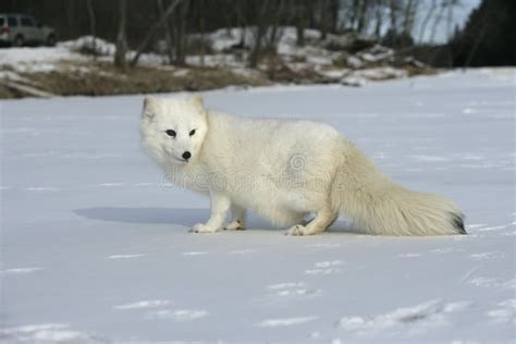 Arctic fox, Alopex lagopus stock image. Image of carnivore - 34412309