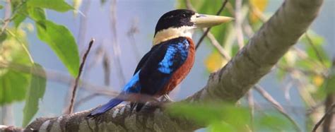 7 BEST Birding Tours in Papua New Guinea! (2024) - Bird Watching HQ