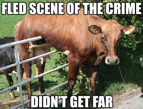 20 Fantastically Funny Cow Memes To Put You In A Happy Moo-d - I Can Has Cheezburger? - Funny ...