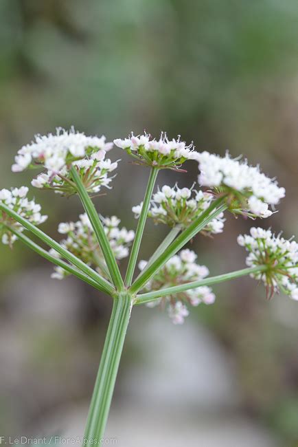 FLOREALPES : Oenanthe crocata / Oenanthe safranée / Apiaceae / Fiche ...