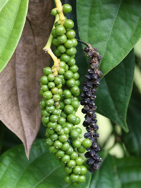 Amazing Ways on How to Grow Black Pepper Fast | Black pepper plant ...