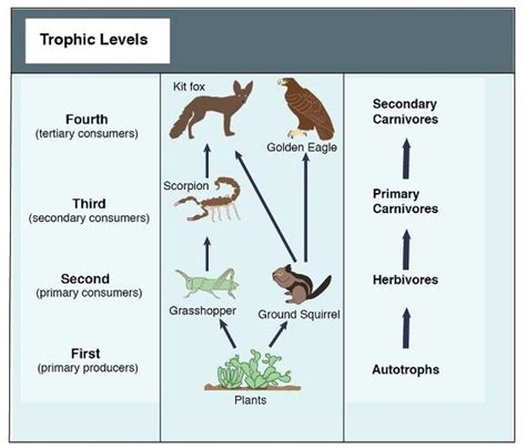 The relevance of trophic interactions to wild animal welfare — Wild ...