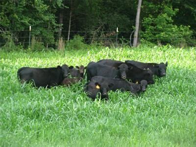 Are Dexter Cattle the right breed of cattle for me? | Miniature cow ...