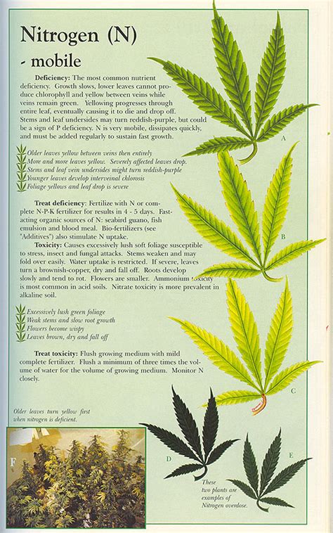 Nutrient deficiency / Overdose of Cannabis Explained. | METAL GROW SOLID