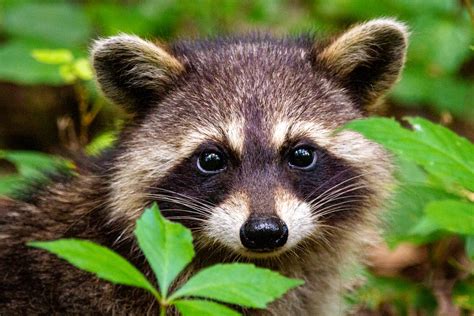 300 Best Names for Raccoon - Name Generator & Ideas - FluentSlang