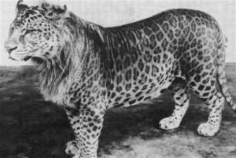 Leopon (male leopard & female lion hybrid) - Apparently a leopard really can’t change its spots ...