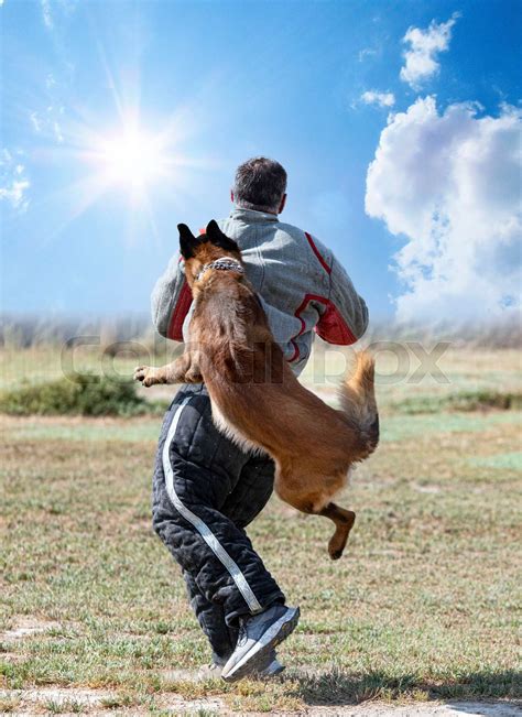 training of belgian shepherd | Stock image | Colourbox