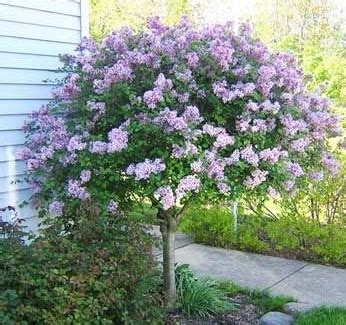 Miss Kim Lilac - Okanagan Xeriscape Association