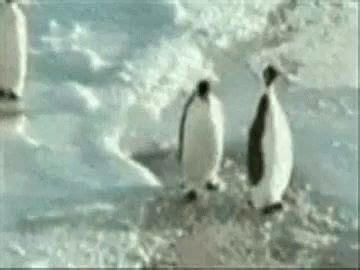 Back Slap Backhand GIF - BackSlap Backhand FunnyAnimals - Discover & Share GIFs | Penguins funny ...