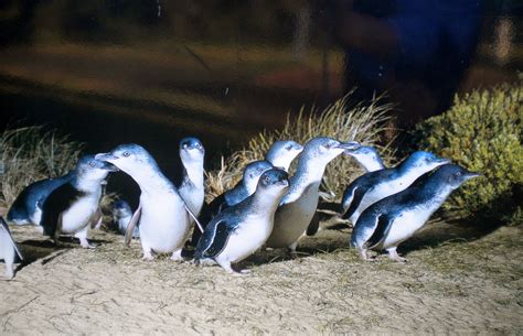 Little blue (fairy) penguins of Phillip Island, Victoria, Australia ...