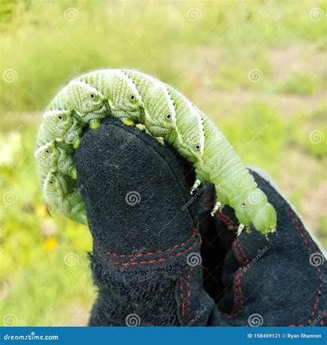 Large Green Tomato Hornworm Caterpillar on Glove in Garden Stock Image ...