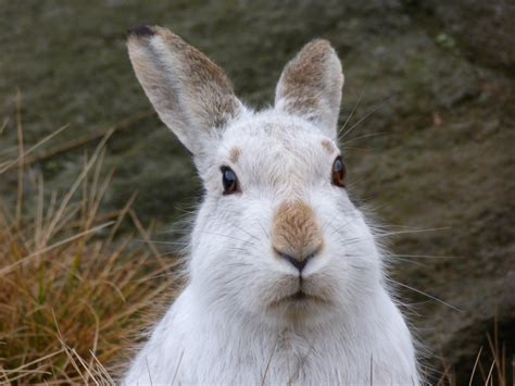 Mountain (or Irish) hare - People's Trust for Endangered Species