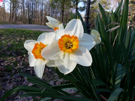 Spring Flowers Free Stock Photo - Public Domain Pictures