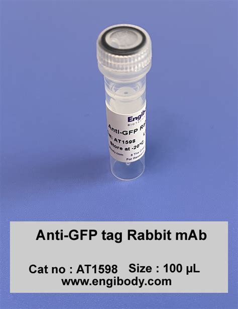 Anti-GFP tag Rabbit mAb