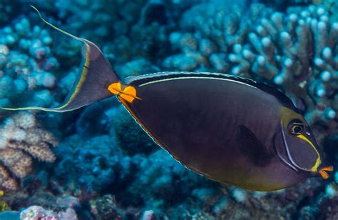 Nason à éperon orange du pacifique - Naso lituratus • Fiche Poisson