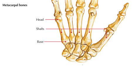 Bones of the Hand Anatomy – Earth's Lab