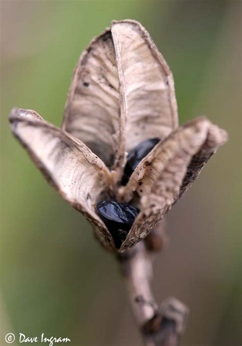 Amongst the Lily Seeds