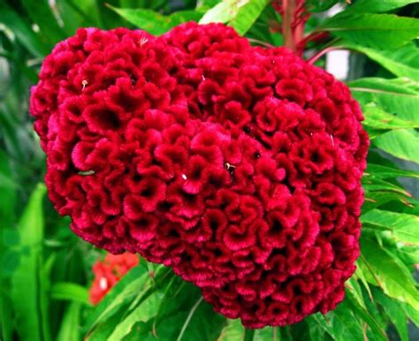 cockscomb | Coxcomb flowers, Flower guide, Beautiful flowers