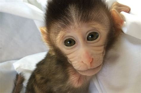 Chinese Scientists Created Monkeys Carrying Autism-Related Gene - WSJ