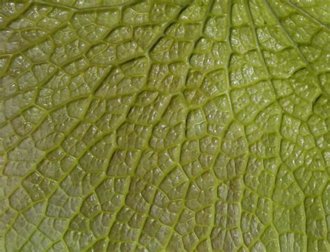 Green leaf texture background 1976097 Stock Photo at Vecteezy