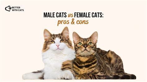 Male Cats Vs Female Cats: Pros And Cons