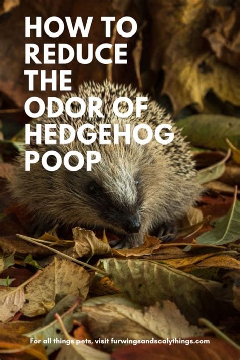 Do Hedgehogs Poop a Lot? (And How to Reduce the Odor) - Fur, Wings ...