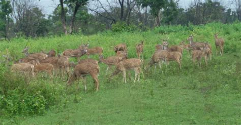 Free stock photo of deer forest, deer grazing, deers