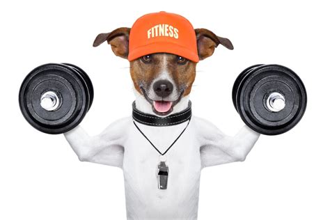 The Top Ways To Exercise With Your Pup