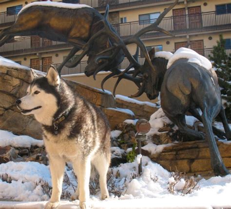 Antlers at Vail | Pet-Friendly Hotel and Vacation Rentals in Vail, Colorado