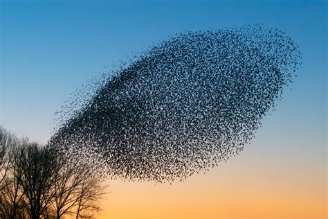 Bizarre Swarm of Birds Looks Like Something Out of Revelation ...