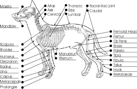 Dogs Skeletal System, Dog Musculoskeletal Anatomy & Physiology - Safarivet