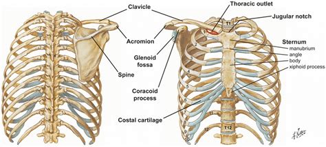 Anatomy of the Thoracic Wall, Pulmonary Cavities, and Mediastinum | Thoracic Key