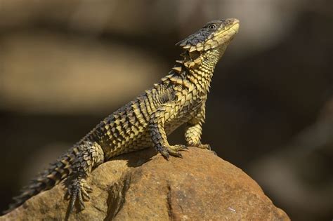 Giant girdled lizard | Lizard, Reptiles and amphibians, Reptiles