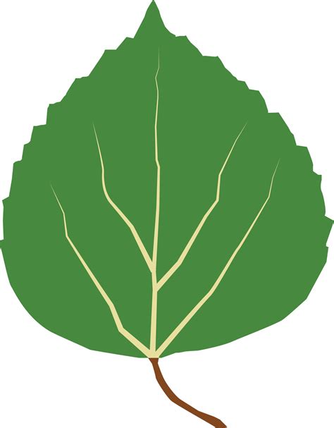 Aspen Leaves Clipart Background