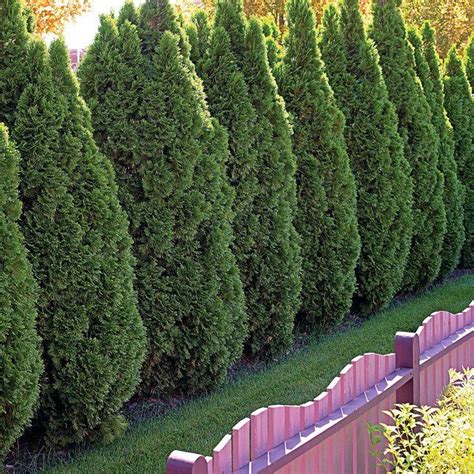 25 Best Evergreen Trees for Privacy and Year-Round Greenery | Evergreen trees for privacy ...