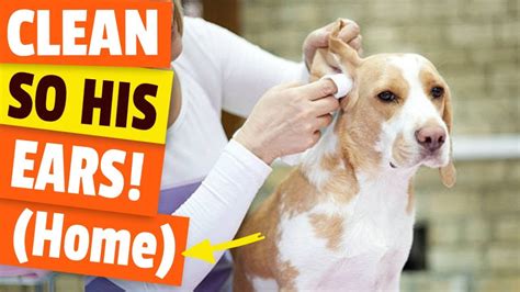 🤝HOW TO make a DOG EAR CLEANER (homemade) - YouTube