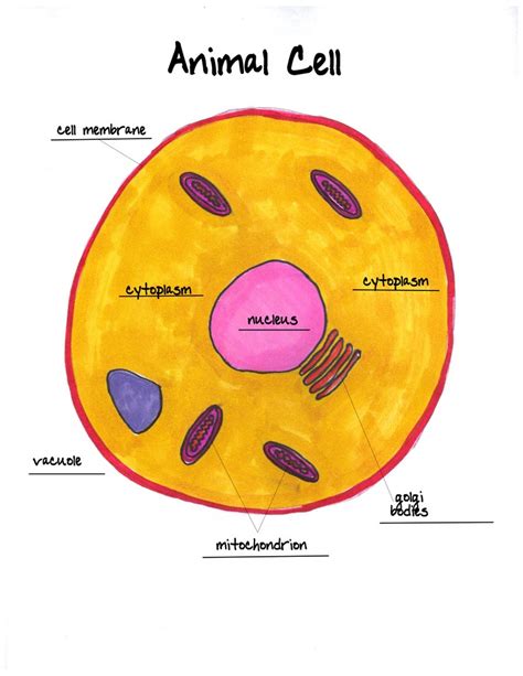 Printable Animal Cell Diagram