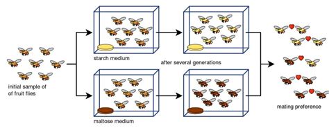 Allopatric Speciation: Definition & Examples | Biology Dictionary