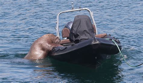 Watch: Incredible scenes as Wally The Walrus is spotted climbing aboard ...