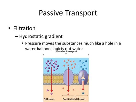 Passive Transport: Types And Examples Conduct Science