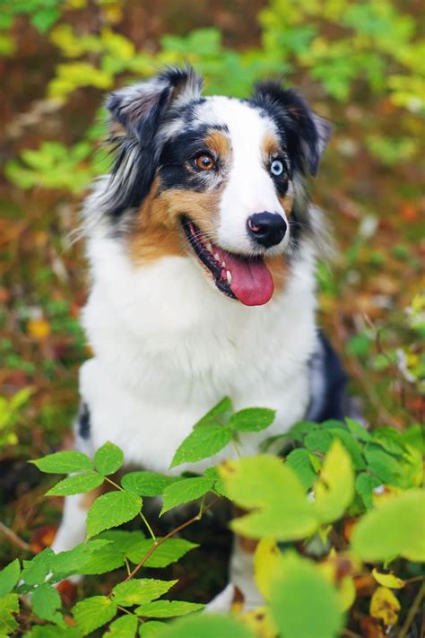 14 Beautiful Dogs With Different-Colored Eyes | Beautiful dogs, Different colored eyes, Dogs