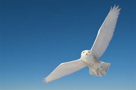 Snowy Owl Flying, Canada by Andy Rouse